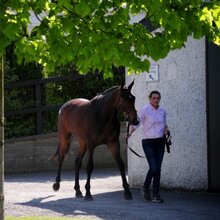 © TATTERSALLS IRELAND