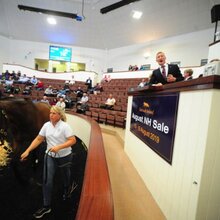 © TATTERSALLS IRELAND