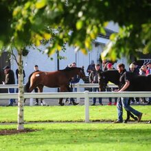 © TATTERSALLS IRELAND