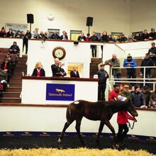 © TATTERSALLS IRELAND