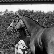 © TATTERSALLS IRELAND